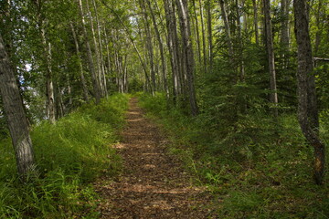 Hiking track at Tanana River south of Fairbanks,Alaska,United States,North America

