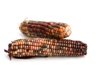 colorful cob corn