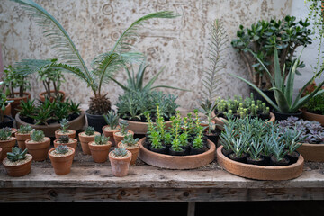 Cozy plant store with planter pots on wooden showcase and terracotta pot on floor. Greenhouse with decorative succulent houseplants for sale. Home floral design studio. Small business, garden nursery.