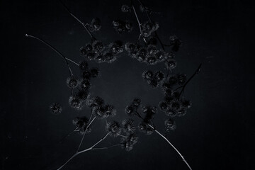 Circle composition of black plants on dirty background