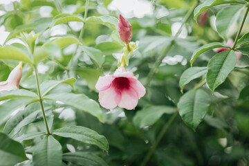 pink flowers and green leaves