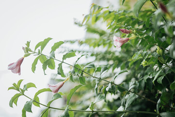 pink flowers and green leaves