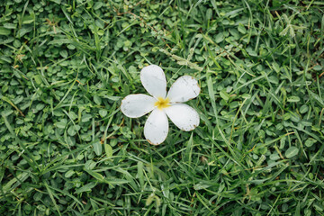 white flowers on green grass
