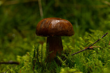 beautiful mushroom in the forest
