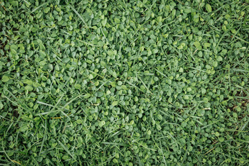 green grass texture