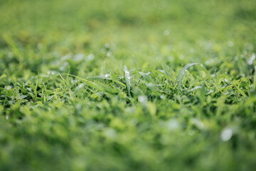 green grass texture