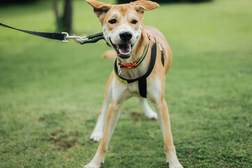 A young brown Thai dog, wearing a collar, walks on the lawn.