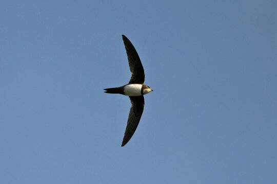  Alpine Swift // Alpensegler (Tachymarptis melba)