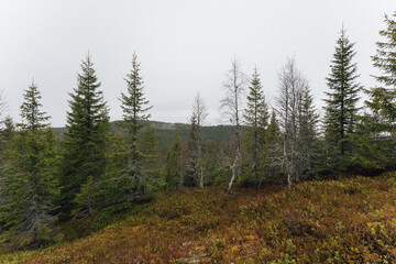 View towards Fodstadsvollkampen Hill, part of the Totenaasen Hills, Norway, a grey day in late October.