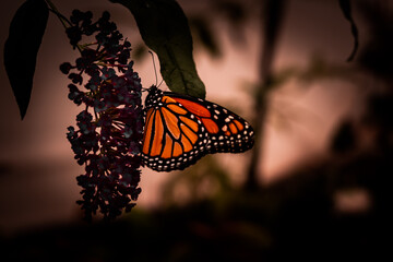 Kolorowy motyl. Pomarańczowo, czarno, biały motyl na kwiatku. Motyl podświetlony od tyłu.