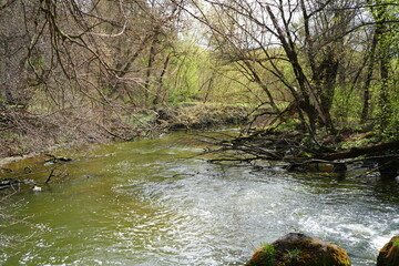 river in the forest
