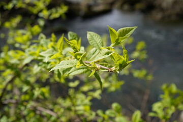 green leaves in spring