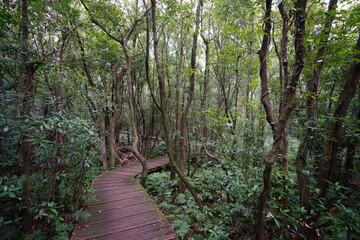 refreshing autumn forest with pathway