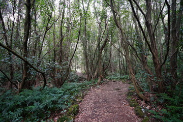 mossy trees and path in autumn
