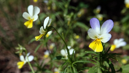 Fototapeta na wymiar Flowers Field Violet or Wild Pansy