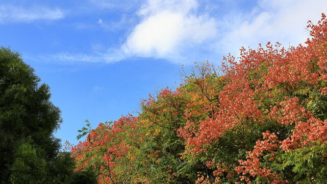 The flowers of the Taiwan Luan tree reveal the breath of autumn.