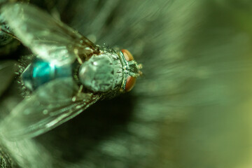 Close up view of a fly eating a decayed animal body.
