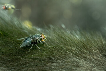 Fly on top of a dog body. Close up view.
