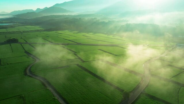 Flying through the clouds and aerial view of paddy field at morning sunrise
