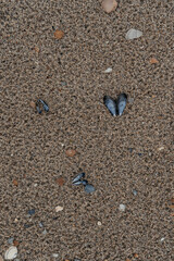 Muschel-Schmetterlinge im Sand