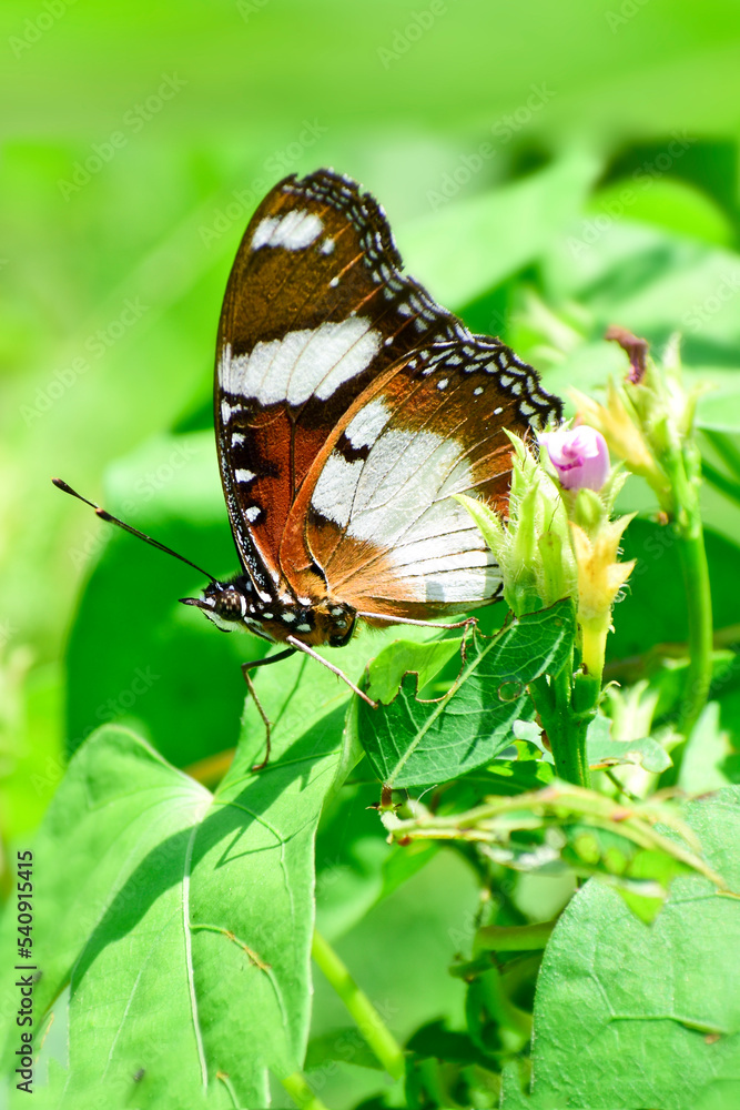 Wall mural monarch butterfly on grass leaves in blur background