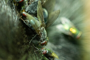Flies eating a decayed dog corpse out in a forest. Macro photo.
