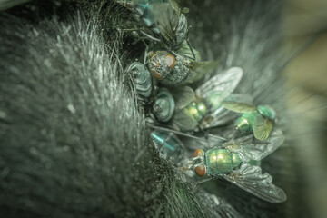Flies eating a decayed dog corpse out in a forest.
