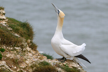 Northern Gannet displaying