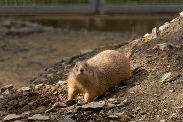 cute prairie dog curious watching
