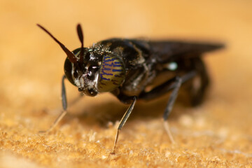 Close up view of a fly parasite. Macro photography.
