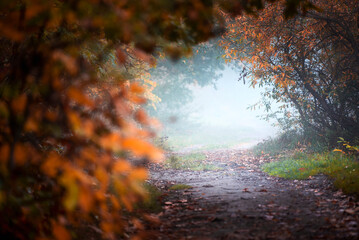 Jesień, mgła, alejka, mglista droga. Kolorowe, żółte i czerowne liście. Klimatyczny, jesienny...