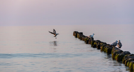 Flying seagull to the sea at sunset.
The Baltic Sea, Kołobrzeg, Poland.
Summer, 2022