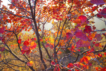 red leaf with sunlight in autumn