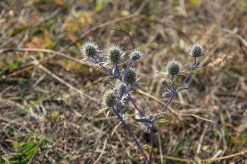 The blue thistle in autumn time. The blue globe thistle blossom flowering and blooming against...