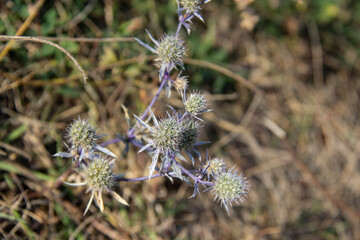 The blue thistle in autumn time. The blue globe thistle blossom flowering and blooming against background.