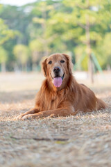 Obraz premium golden retriever lying on dry grass