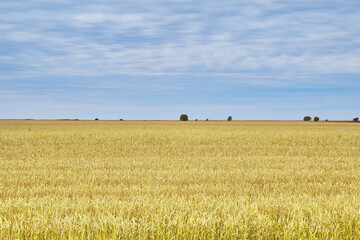 Fototapeta premium a field of ripe yellow wheat against a blue sky