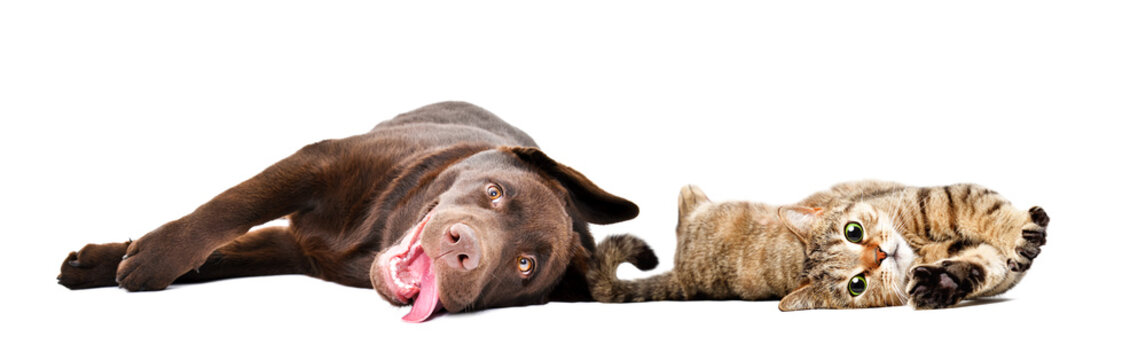 Funny labrador puppy and cat scottish straight lying together isolated on white background