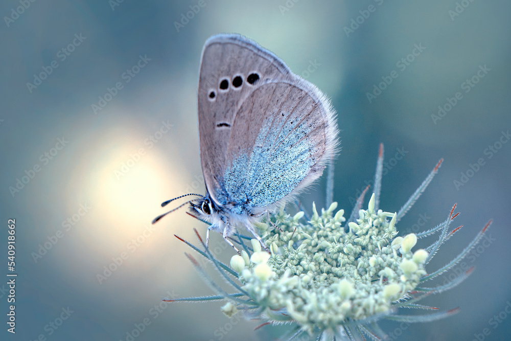 Wall mural macro shots, beautiful nature scene. closeup beautiful butterfly sitting on the flower in a summer g