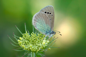 Macro shots, Beautiful nature scene. Closeup beautiful butterfly sitting on the flower in a summer garden.