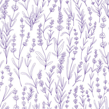 Seamless floral pattern with purple lavender. Botanical background, French violet flowers repeating print. Blossomed herbs texture design with Provence lavanda blooms. Hand-drawn vector illustration