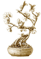 Bonsai apple tree with vase, grass, branches, flowers and leaves. Hand drawn ink pen illustration. Engraving style.