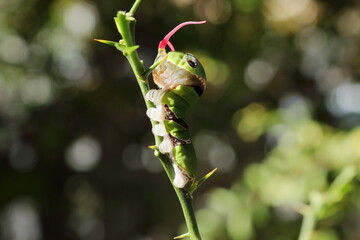 赤い臭角を出したアゲハの幼虫