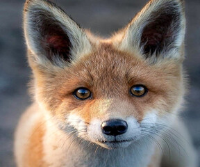 red fox 