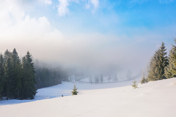 mountain landscape on a foggy sunrise. beautiful winter scenery with spruce trees on a snow covered hill