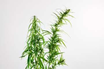Flowering cannabis plant isolated on white background