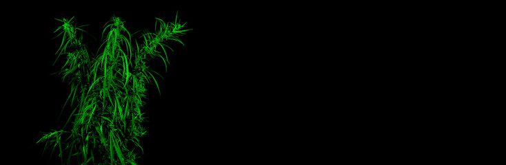 A flowering cannabis plant on black background