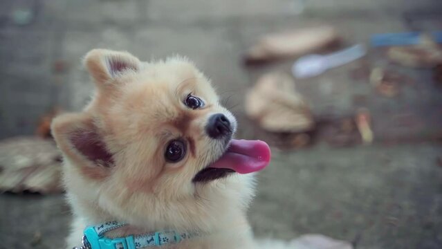 close up yellow fur hair pomeranian spitz puppy dog looking back to camera with happy tongue face in slow motion