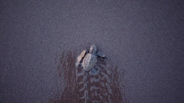Top down shot of baby sea turtle hatchling crawling towards the ocean after emerging from the nest. 4k