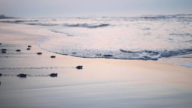 Wide shot group of baby sea turtle hatchlings crawling towards the ocean after emerging from the nest. Sunrise 4k